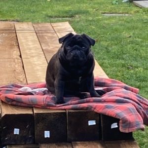 Meet your Posher, Salvador